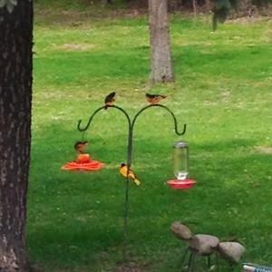 4 Orioles on the feeder